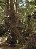 Maquinna Provicial Park