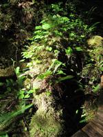 Maquinna Provicial Park