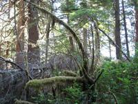 Maquinna Provicial Park