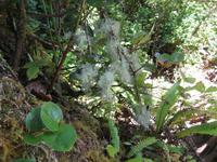 Maquinna Provicial Park