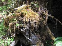 Maquinna Provicial Park