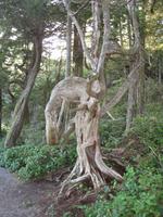 Uclulet - Wild Ocean Trail