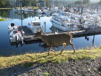 Uclulet - Weißschwanzreh