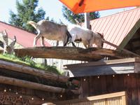Coombs - Goats on the Roof - Ziegen auf dem Dach