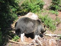 Vancouver - Grouse Mountain