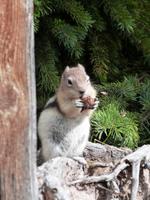 P1020370-Streifenhörnchen am Bow Lake