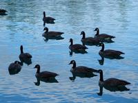 P1020411-Jasper Park Lodge