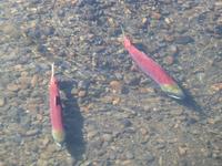 P1020552-Shinoklachse