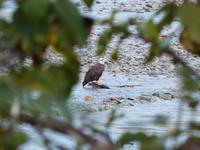 P1020571-Weißkopfseeadler in Alaska