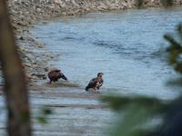 P1020572-Weißkopfseeadler in Alaska