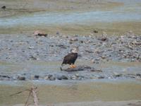 P1020575-Weißkopfseeadler in Alaska