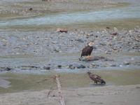 P1020576-Weißkopfseeadler in Alaska