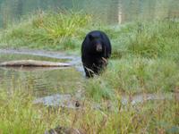 P1020579-Schwarzbär am Fish Creek in Alaska