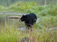 P1020580-Schwarzbär am Fish Creek in Alaska
