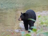 P1020581-Schwarzbär am Fish Creek in Alaska