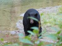 P1020582-Schwarzbär am Fish Creek in Alaska