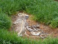 P1020585-Fischskelett