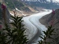 P1020607-am Salmon Gletscher