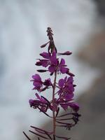 P1020608-am Salmon Gletscher