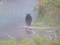 P1020634-Schwarzbär am Abend
