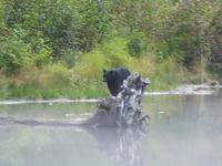 P1020636-Schwarzbär am Abend