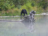 P1020637-Schwarzbär am Abend