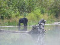 P1020638-Schwarzbär am Abend