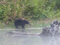 P1020641-Schwarzbär am Abend