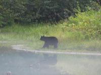 P1020645-Schwarzbär am Abend