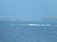 P1020676-Wal in der Inside Passage