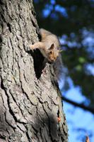 Eichhörnchen sind überall zu finden