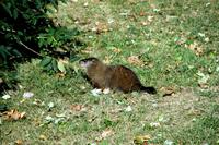 Ein Murmeltier auf der Ilse St. Helene