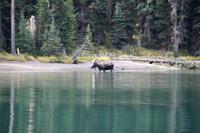 Ein Elch als Wegbegleiter