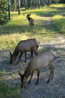 Eine Wapiti Familie