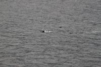 Ein paar Delphine auf der Inside Passage