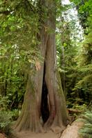 Im Cathedral Grove