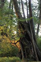 Der Regenwald direkt hinter dem Haus