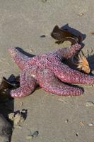 gestrandeter Seestern