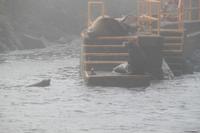 Seehunde und Seelöwen