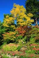 In den Butchart Gardens