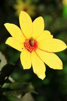 In den Butchart Gardens