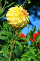 In den Butchart Gardens