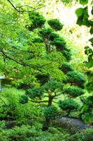 In den Butchart Gardens