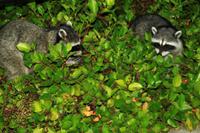 Waschbären sind überall unterwegs