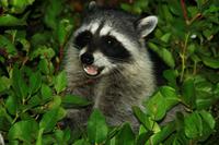 Waschbären sind überall unterwegs