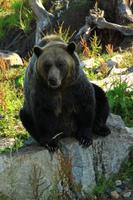 Die Bären auf dem Grouse Mountain