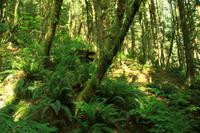 Im Grünen Norden von Vancouver