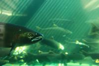 Lachsaufzuchtstation