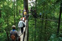 Ein paar Mutige auf dem Hochpfad in den Baumwipfeln
