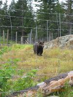 Die Bären von Grouse Mountain